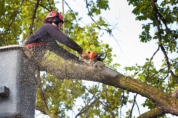 Best Residential Tree Removal  in Hazelwood, MO